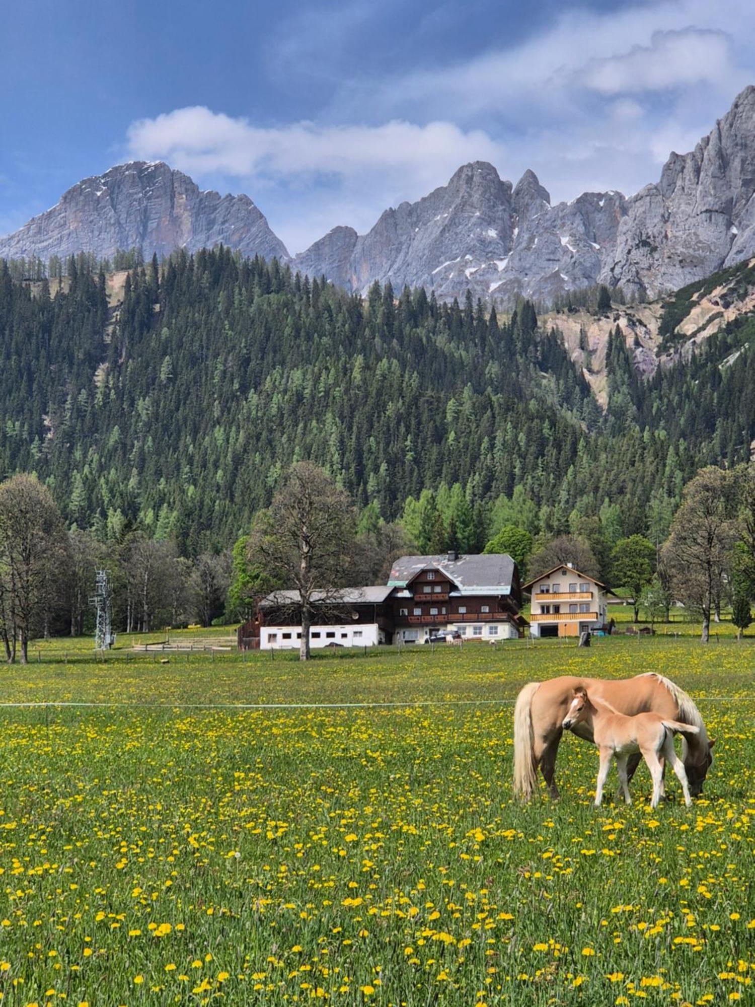 Family Appartment - Dachstein View 람자우 암 다흐스타인 외부 사진
