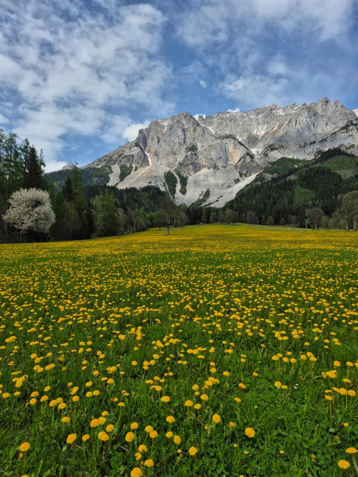 Family Appartment - Dachstein View 람자우 암 다흐스타인 외부 사진